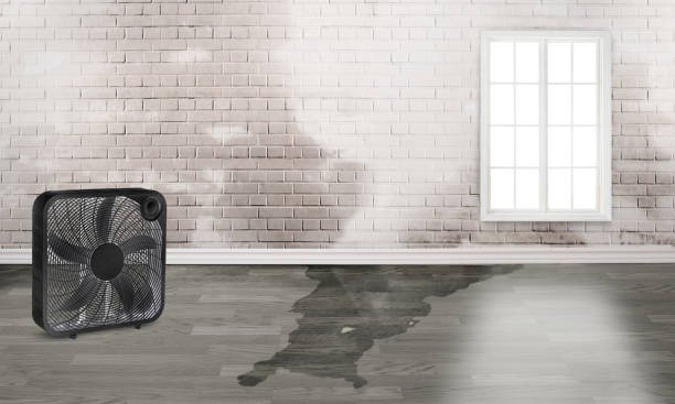 Best Professional water damage repair  in Limestone, IL
